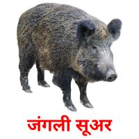 जंगली सूअर card for translate