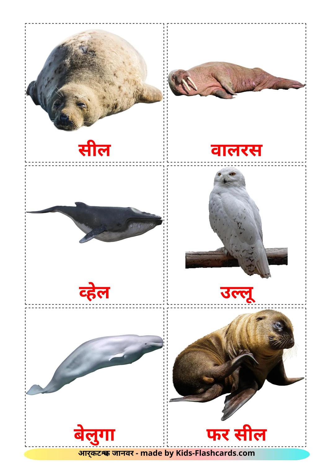 Animali artici - 15 flashcards hindi stampabili gratuitamente