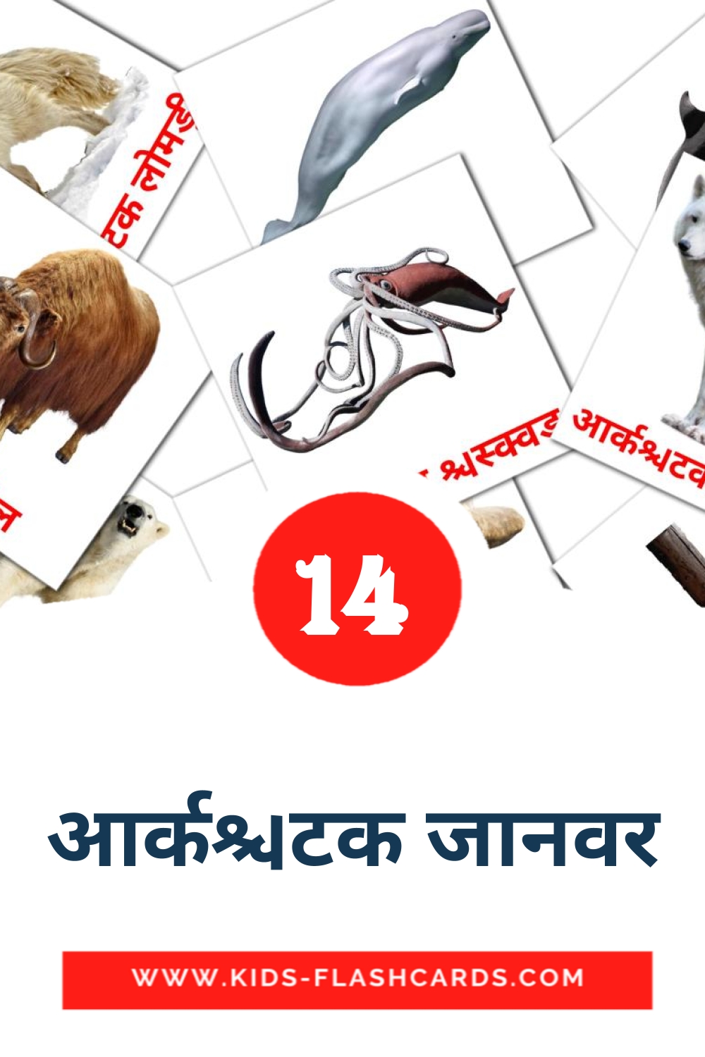 14 tarjetas didacticas de आर्कटिक जानवर para el jardín de infancia en hindi