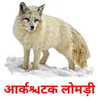 आर्कटिक लोमड़ी flashcards illustrate