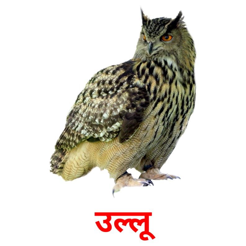उल्लू picture flashcards