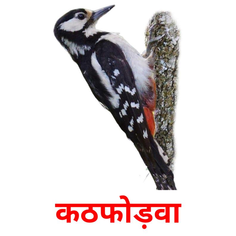 कठफोड़वा picture flashcards