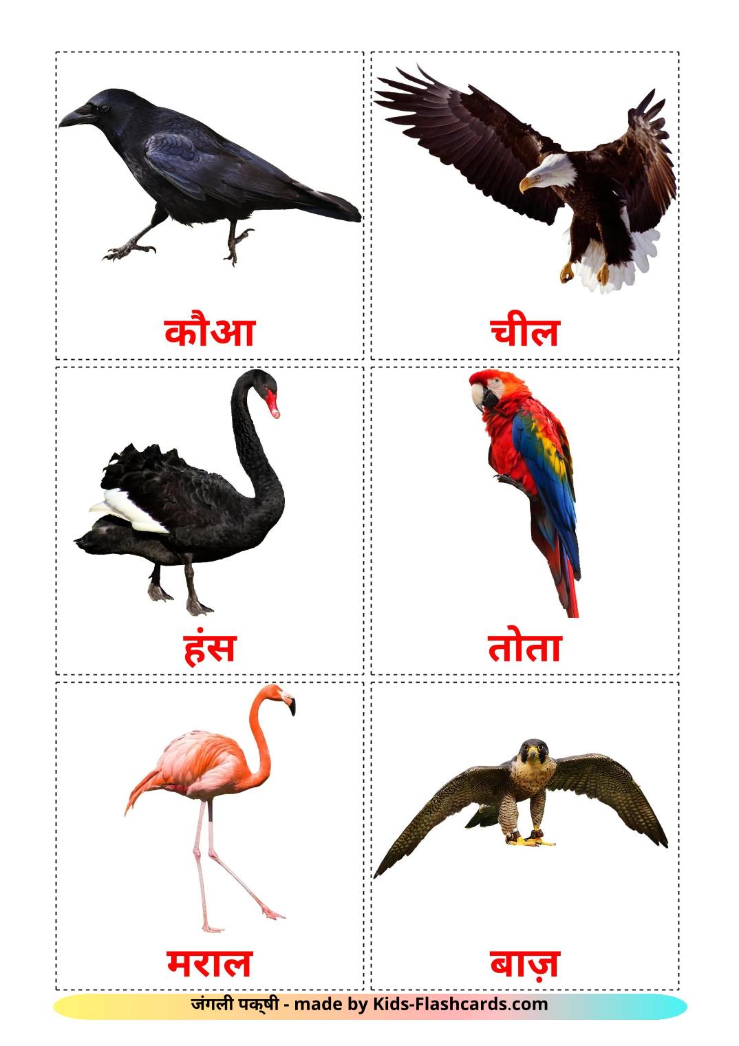 Wild birds - 19 Free Printable hindi Flashcards 