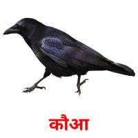 कौआ card for translate