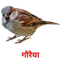 गौरैया card for translate