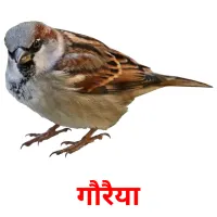 गौरैया picture flashcards