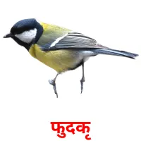 फुदकी picture flashcards