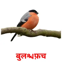 बुलफ़िंच picture flashcards