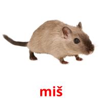miš picture flashcards