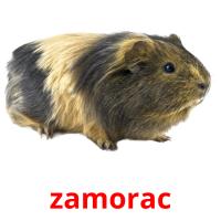 zamorac flashcards illustrate
