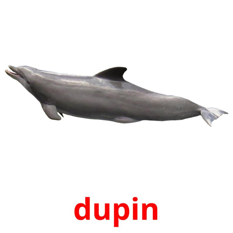 dupin picture flashcards