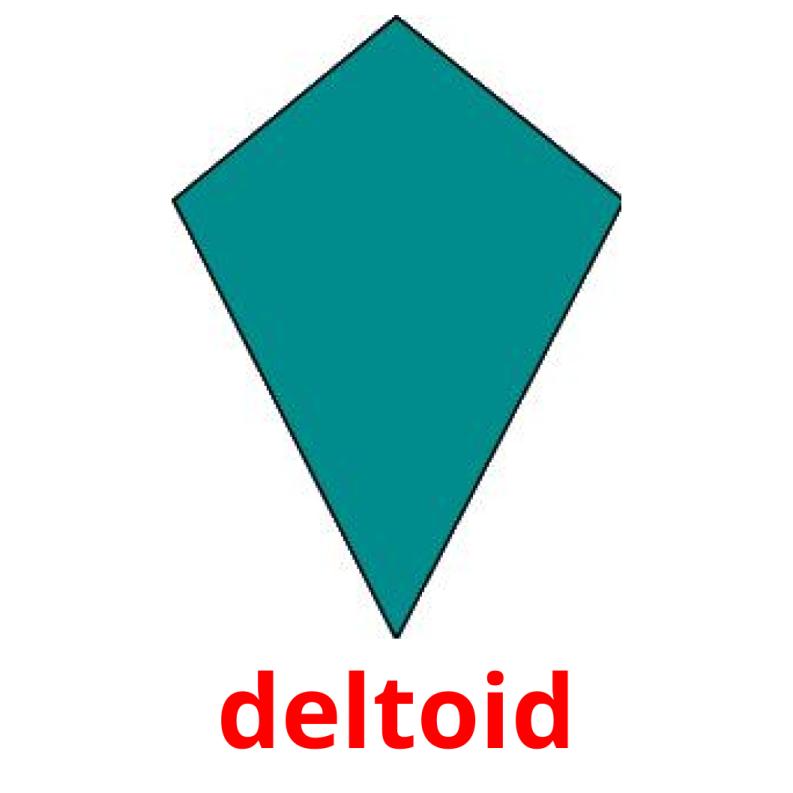 deltoid Tarjetas didacticas