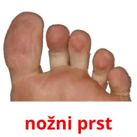 nožni prst Bildkarteikarten