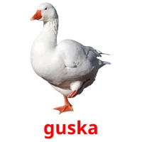 guska ansichtkaarten