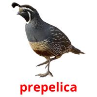 prepelica card for translate