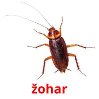 žohar card for translate