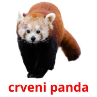 crveni panda picture flashcards