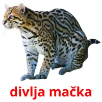 divlja mačka picture flashcards