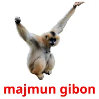 majmun gibon picture flashcards