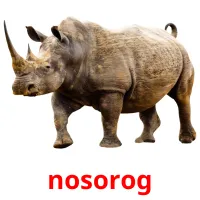 nosorog picture flashcards