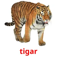 tigar picture flashcards