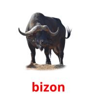 bizon flashcards illustrate