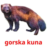 gorska kuna Bildkarteikarten