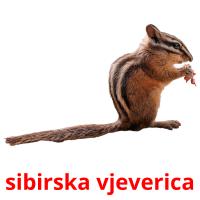 sibirska vjeverica ansichtkaarten