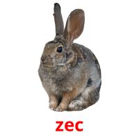 zec picture flashcards