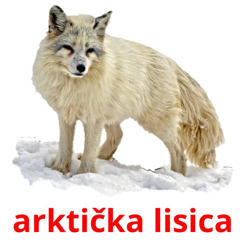 arktička lisica picture flashcards