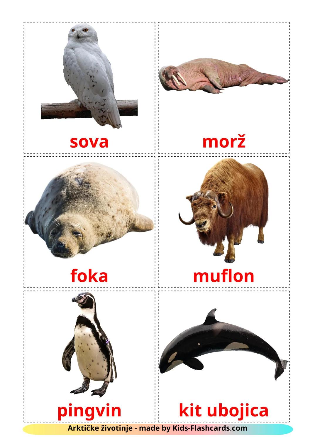 Les Animaux de l'Arctique - 15 Flashcards croate imprimables gratuitement