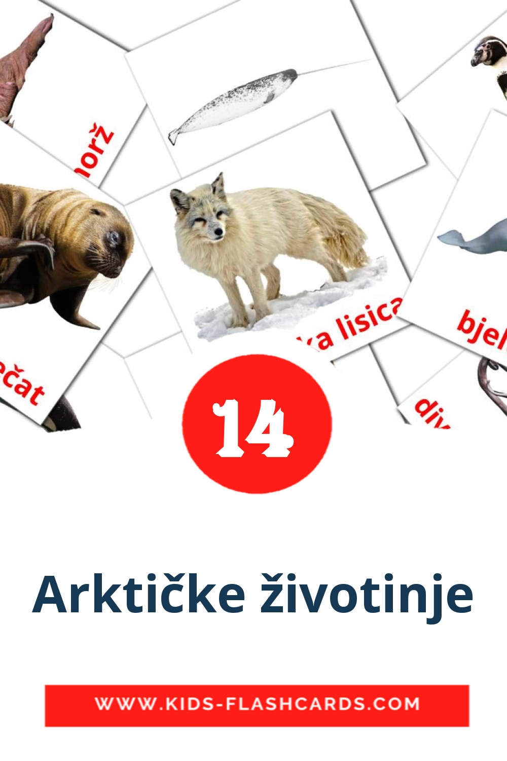 14 tarjetas didacticas de Arktičke životinje para el jardín de infancia en croata