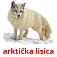 arktička lisica Bildkarteikarten