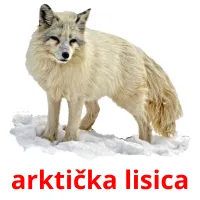 arktička lisica cartes flash