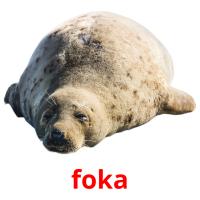 foka flashcards illustrate