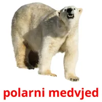 polarni medvjed cartes flash