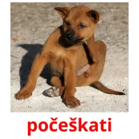 počeškati Bildkarteikarten