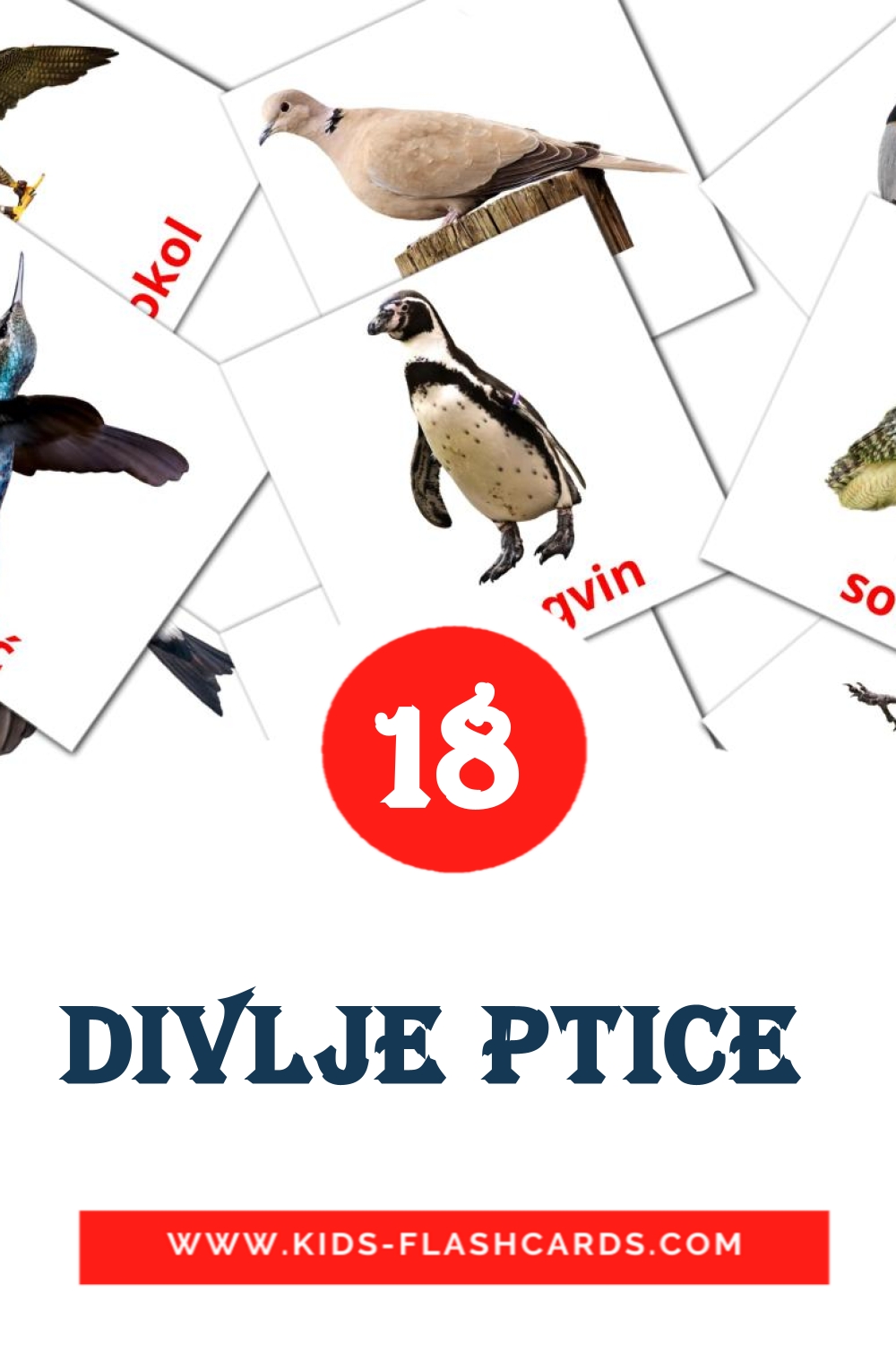 18 Divlje ptice  Picture Cards for Kindergarden in croatian
