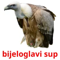 bijeloglavi sup flashcards illustrate