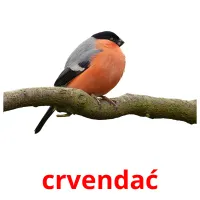 crvendać flashcards illustrate