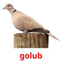 golub card for translate