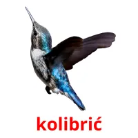 kolibrić flashcards illustrate