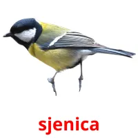 sjenica Tarjetas didacticas