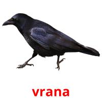 vrana card for translate