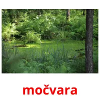 močvara picture flashcards