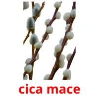 cica mace Tarjetas didacticas