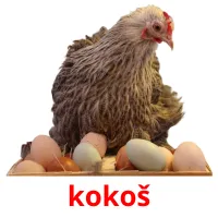 kokoš ansichtkaarten