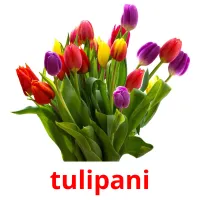 tulipani ansichtkaarten