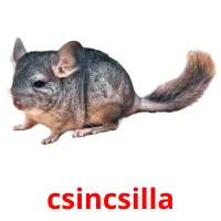 csincsilla Bildkarteikarten