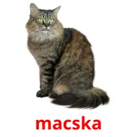 macska Bildkarteikarten